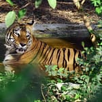 Nagpur Zoo Pauses Feeding Chicken To Wild Animals Amid Bird Flu Scare