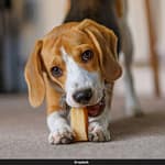 Made-In-China Dog Chews Linked To ‘Werewolf Syndrome’ In UK, Vets Warn Owners