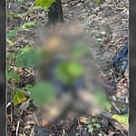 Maoist Carrying 1 Crore Bounty Killed, Amit Shah Calls It “Major Success”