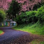 Where To Chase Cherry Blossoms In India This Season