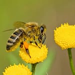 Excessive Use Of Fertilisers Killing Bees And Flowers, 169-Year-Old Experiment Finds