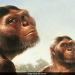 Scientists Study ‘Vegetarian’ Human Ancestors From 3 Million Years Ago