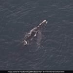 Endangered North Atlantic Right Whale, Calf Spotted Off Coast Of New York
