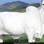 All About Indian Nelore Breed Cow Viatina-19, World’s Most Expensive