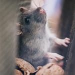 Mouse-To-Mouse? Mice May Give ‘First Aid’ To Unconscious Mates