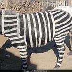Chinese Zoo Admits To Painting Donkeys Black And White To Resemble Zebras
