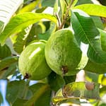Here’s How Guava & It’s Leaves Can Boost Your Health