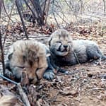 Cheetah Veera Gives Birth To 2 Cubs In Kuno National Park In Madhya Pradesh