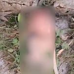 Newborn Declared Dead By UP Hospital, Then Dogs Eat His Head