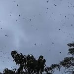 Video Shows Hundreds Of Spiders Swarming The Sky In Brazil, Expert Explains The Reason