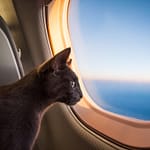 Unexpected Feline Passenger Discovered Onboard Flight To Germany, Crew Chases After It