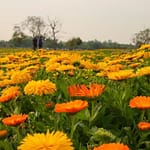 “Just Like France”: Delhi Lt Governor On Flower Fields Along Yamuna