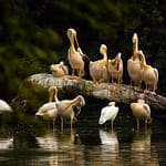 Birdwatching In Delhi-NCR: 5 Best Spots For Bird Lovers