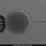 Breakthrough As Australian Scientists Produce Kangaroo Embryos Using IVF For First Time