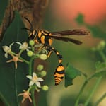 Bees Count From Left To Right Just Like Some Humans, Apes And Birds: Study