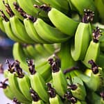 10 Health Benefits Of Adding Green Bananas To Your Diet