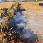 “Can’t Blame Only One State…”: Top Court’s Farm Fires Reprieve For Punjab