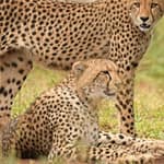 5 More Cheetahs To Be Released At Kuno National Park Today