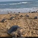 Expert On Why Record Number Of Endangered Olive Ridley Turtles Are Arriving At Odisha Beach