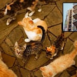 300 Cats Found In Pune Apartment After Neighbours Complain Of Foul Smell
