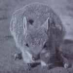 Presumed Extinct, This Desert Rat-Kangaroo May Still Be Alive In Hiding
