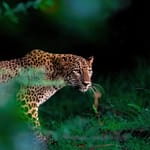 Mumbai’s Sanjay Gandhi National Park To Launch Leopard Safari: Here’s What You Need To Know