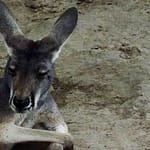 World’s First Kangaroo Embryos Created via IVF
