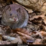 In Major Breakthrough, Mice Created With Two Fathers And No Mother Reach Adulthood