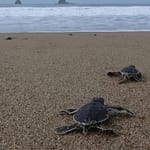 Dancing Turtles Show How Animals Use Magnetic Field As A Map