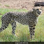 5 Cheetahs Released Into Wild In Madhya Pradesh’s Kuno National Park