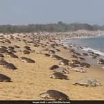 Endangered Olive Ridley Turtles Reappear At Odisha Beach After 33 Years