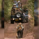 Let’s Safeguard Wildlife For Future Generations: PM Modi
