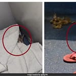 Man Shares Video Of Rats Crawling In South Bihar Express’s AC Coach, Railways Reacts
