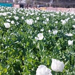 Opium Farming Takes Root In Myanmar’s War-Torn Landscape
