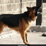 90-Year-Old Woman Mauled To Death By Pet German Shepherd In UP: Police
