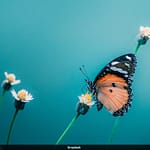 America’s Butterflies Are Vanishing At An Alarming Rate – Here’s Why It Should Concern You
