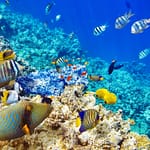 6 Stunning Snorkelling Spots In India For Your Next Underwater Adventure