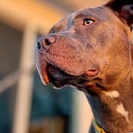 Ohio Grandmother Was Killed By Pitbulls High On Cocaine, Claims Lawsuit