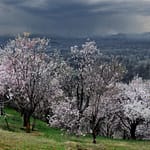 Almond Blossoms Are Just The Reason You Should Plan Kashmir Trip This Spring Season