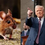 Transgender vs Transgenic Mice: Row Over Trump’s Animal Experiments Claim