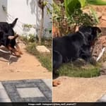 Rottweiler Rips Cobra Apart In Seconds, Viral Video Sparks Debate