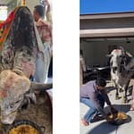 Watch: Indian-Origin Family Welcomes Sacred Cow Into US Home For Housewarming Ritual
