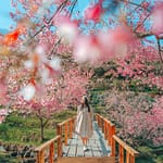 It’s Cherry Blossom Season In Chiang Mai: Thailand’s Best-Kept Secret