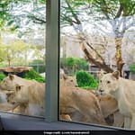 Video: PM Modi’s Close Encounter With Animals At Wildlife Centre In Gujarat