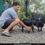 Kerala Farmer’s Tiny Goat, Karumbi, Claims Guinness Record As World’s Shortest At Just…
