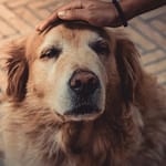 Could Dogs Live Longer? Breakthrough Pill Receives Key Regulator Approval