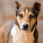 “I Love Dogs, But…”: Delhi Man Slams People Who Feed Street Dogs, Internet Divided