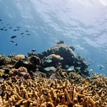 ‘Unprecedented’ Mass Bleaching Drains Life From Australian Reef