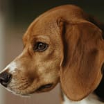 Humans May Not Be Good At Understanding Dog’s Emotions: Study