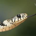 Thai Man Discovers Venomous Snake Frozen Inside Ice Cream